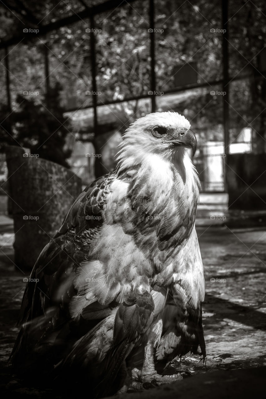 Eagle in cage