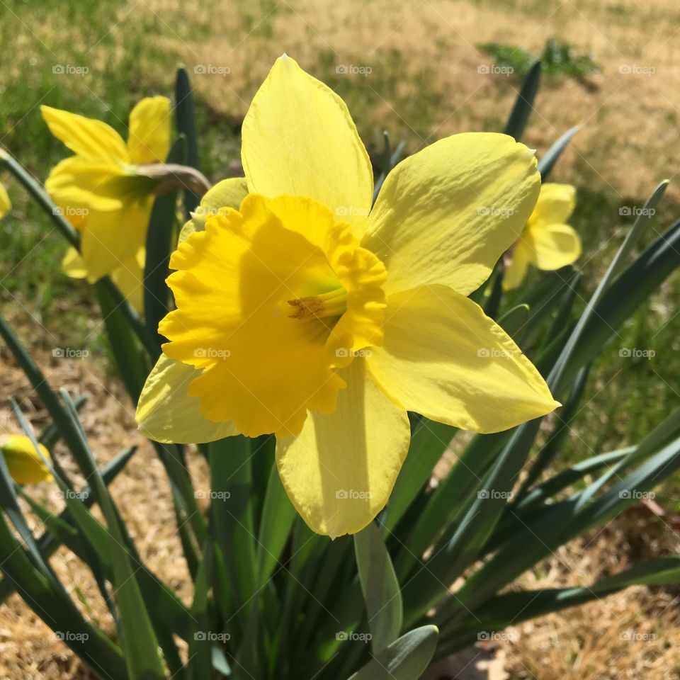 Sunny Daffodil