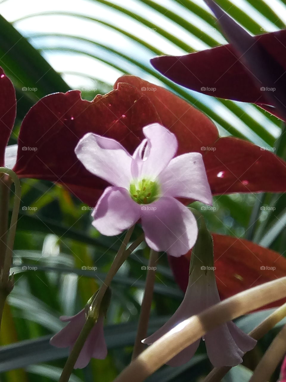 No Person, Leaf, Nature, Flower, Tropical