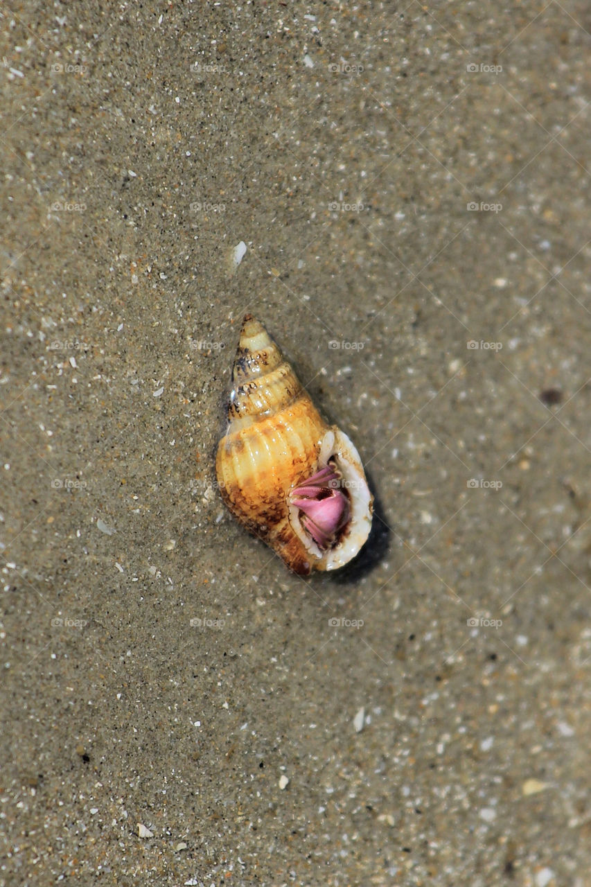 beach sand thailand crab by petch132