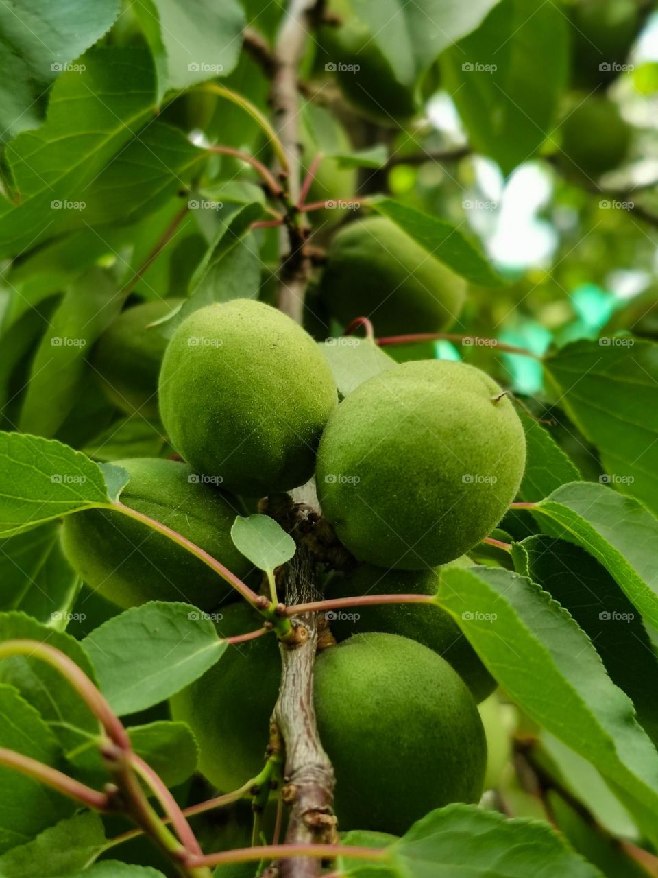 Apricot fruit
