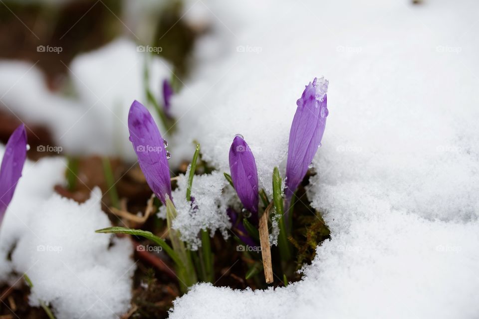 Crocus flowers in the snow