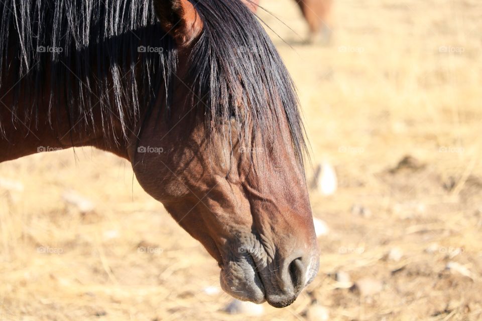 Wild American mustang chestnut coloured stallion headshot closeup profile view in the desert