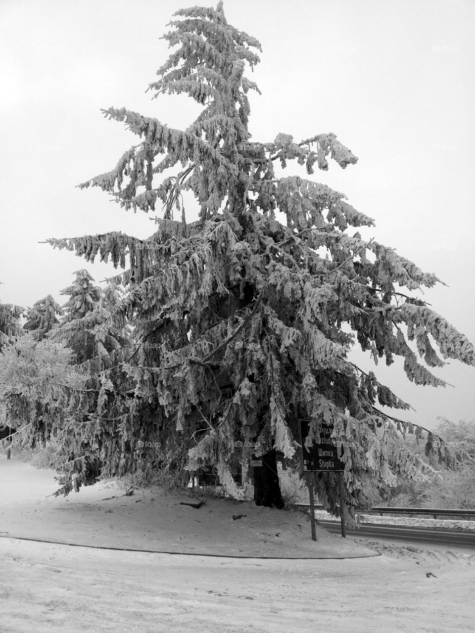 tree during the winter