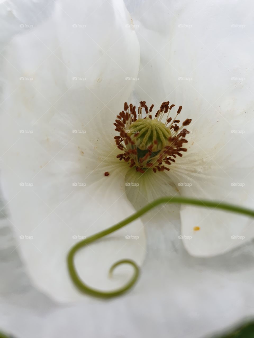 A white poppy in closeup.