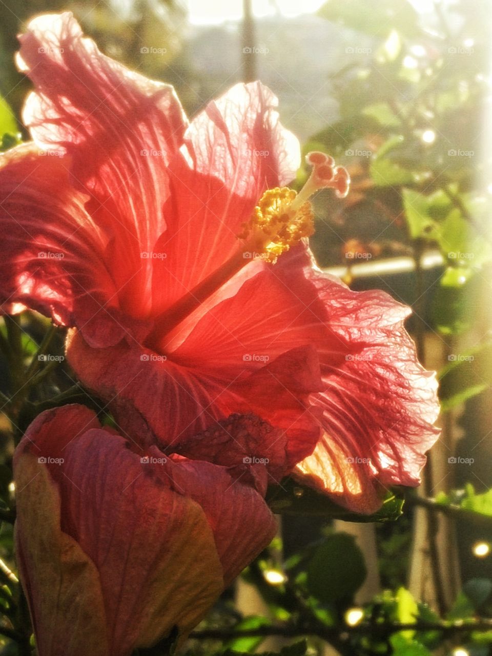 red flower looking even more beautiful in sun shine...