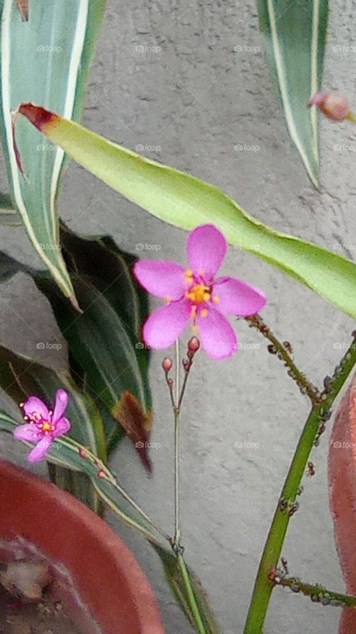 Little pink flower and its bugs / florcita rosa con bichitos