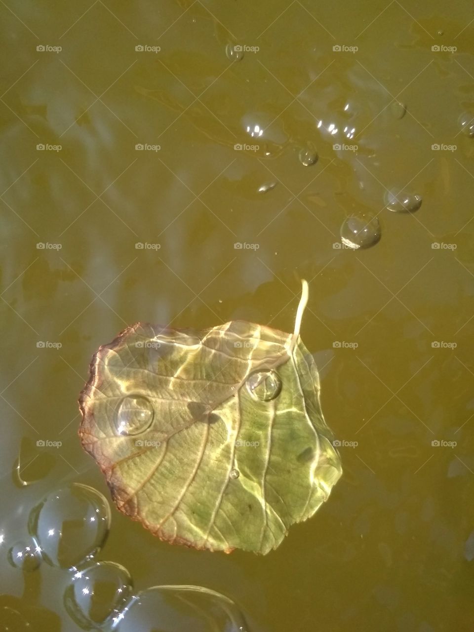 первый осенний лист