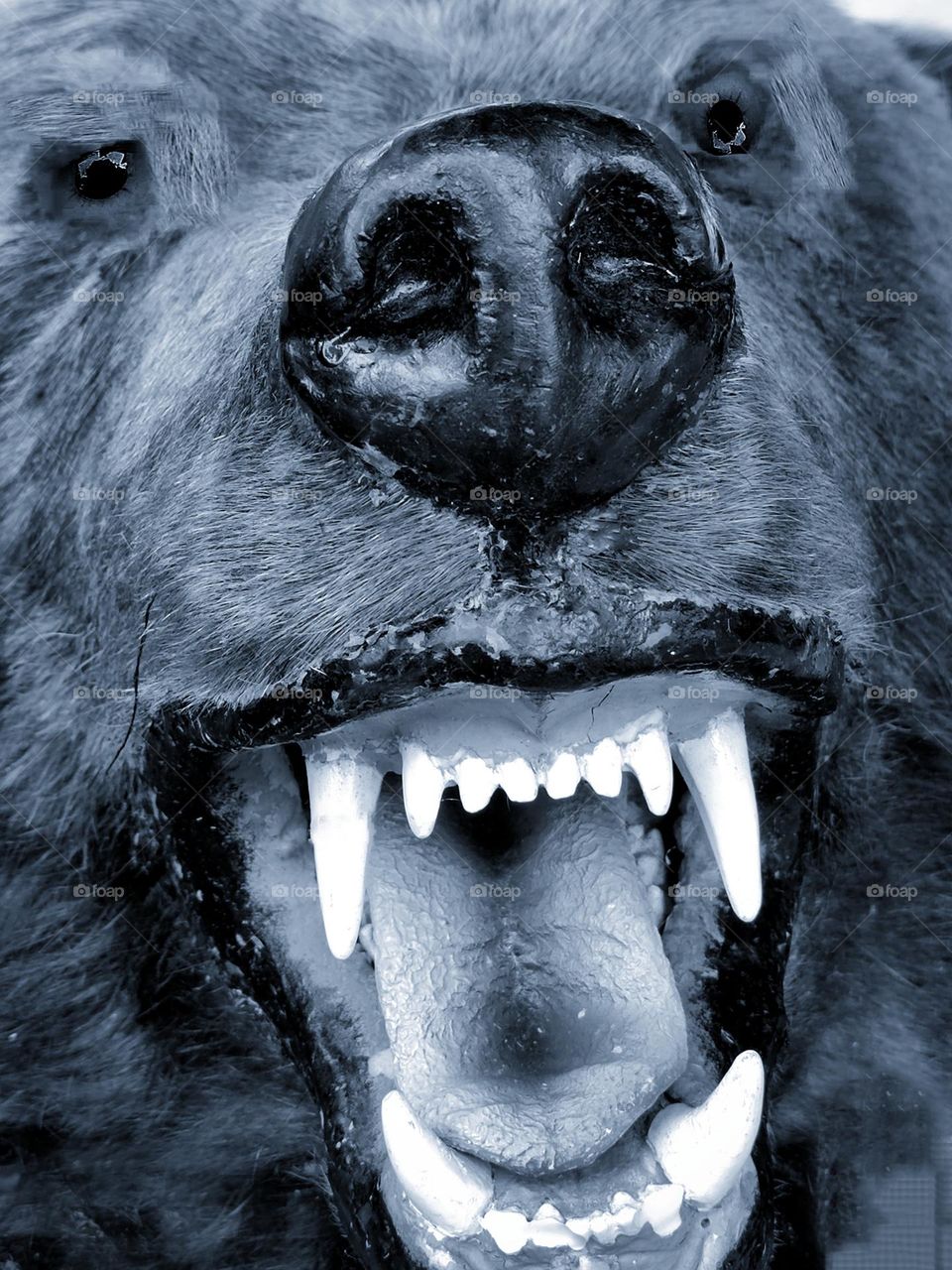 Anger.  Wild animals.  Predators.  Brown bear.  Close-up of the muzzle of a bear in anger.  Open mouth with sharp fangs