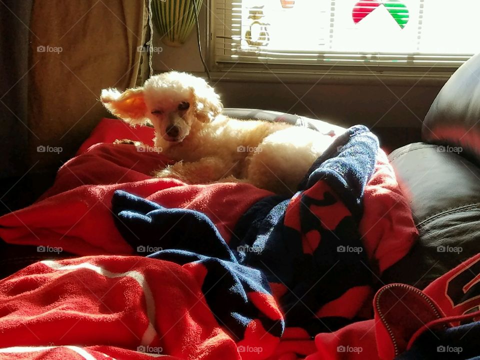 Dog in window light with blanket on couch. One ear sticking out.