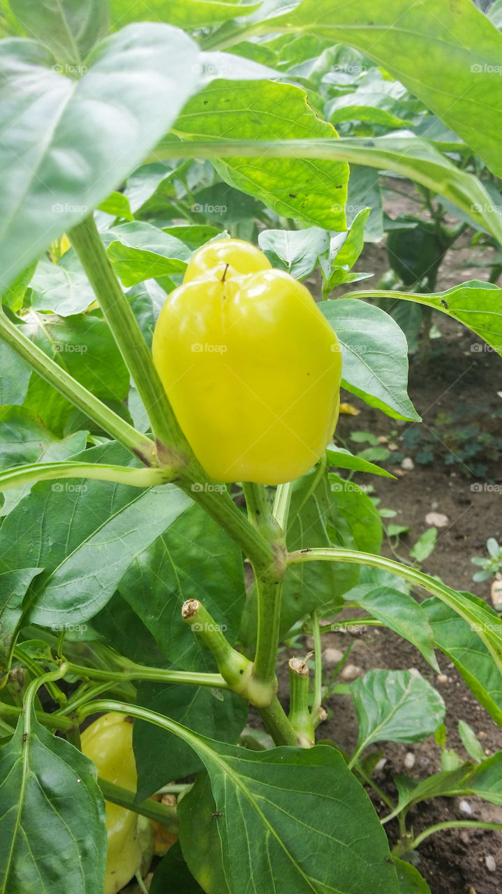 paprika. yellow paprika in garden