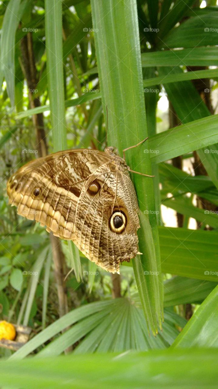 Butterfly on leaf