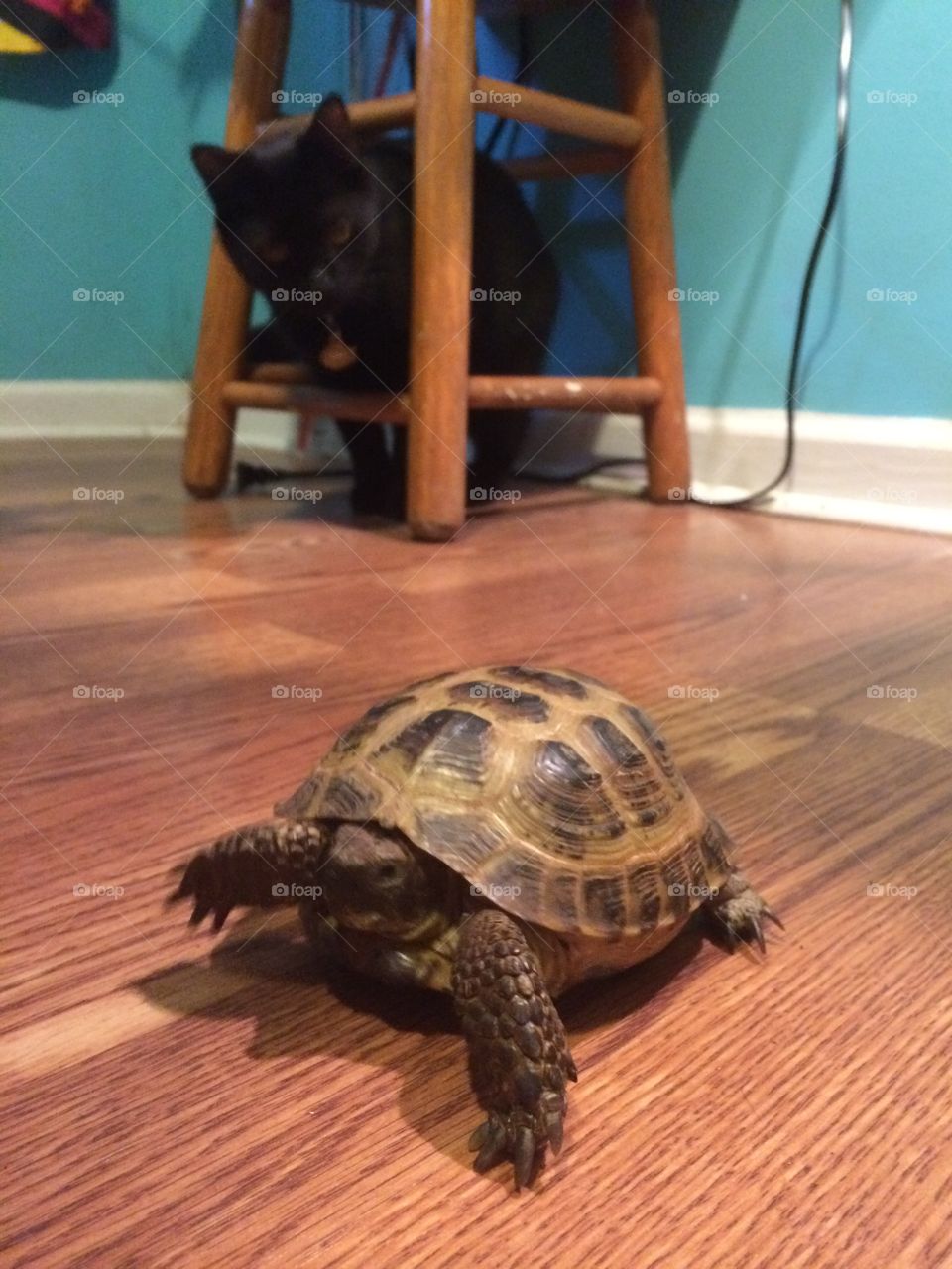 Cat meets tortoise 