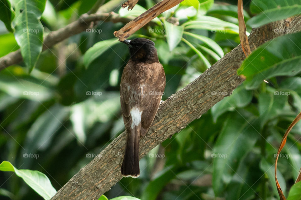 Red Vented Bulbul