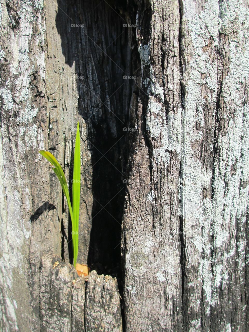 Small green plant growing on tree trunk