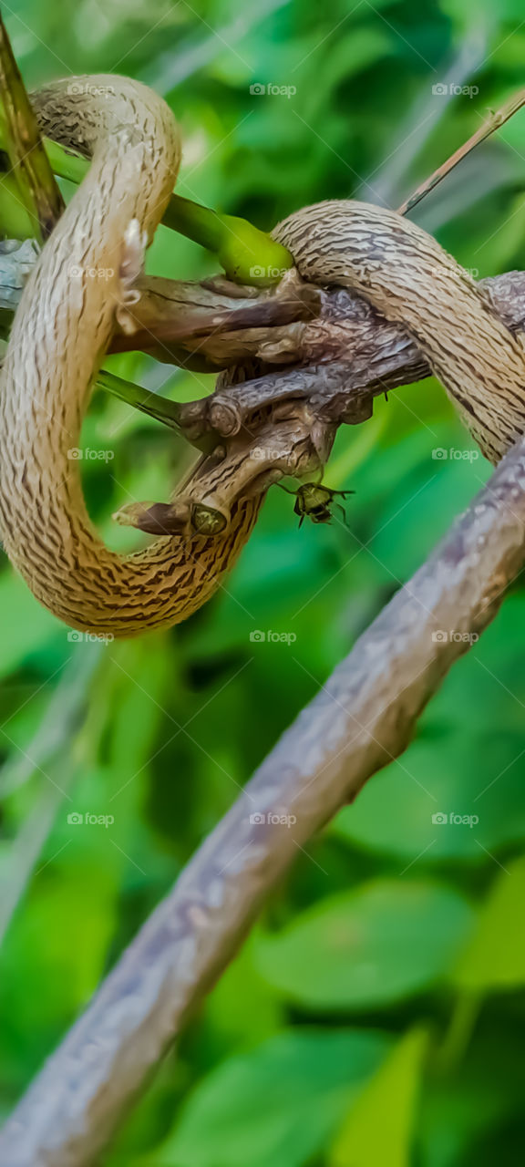 Crooked branch of wisteria.