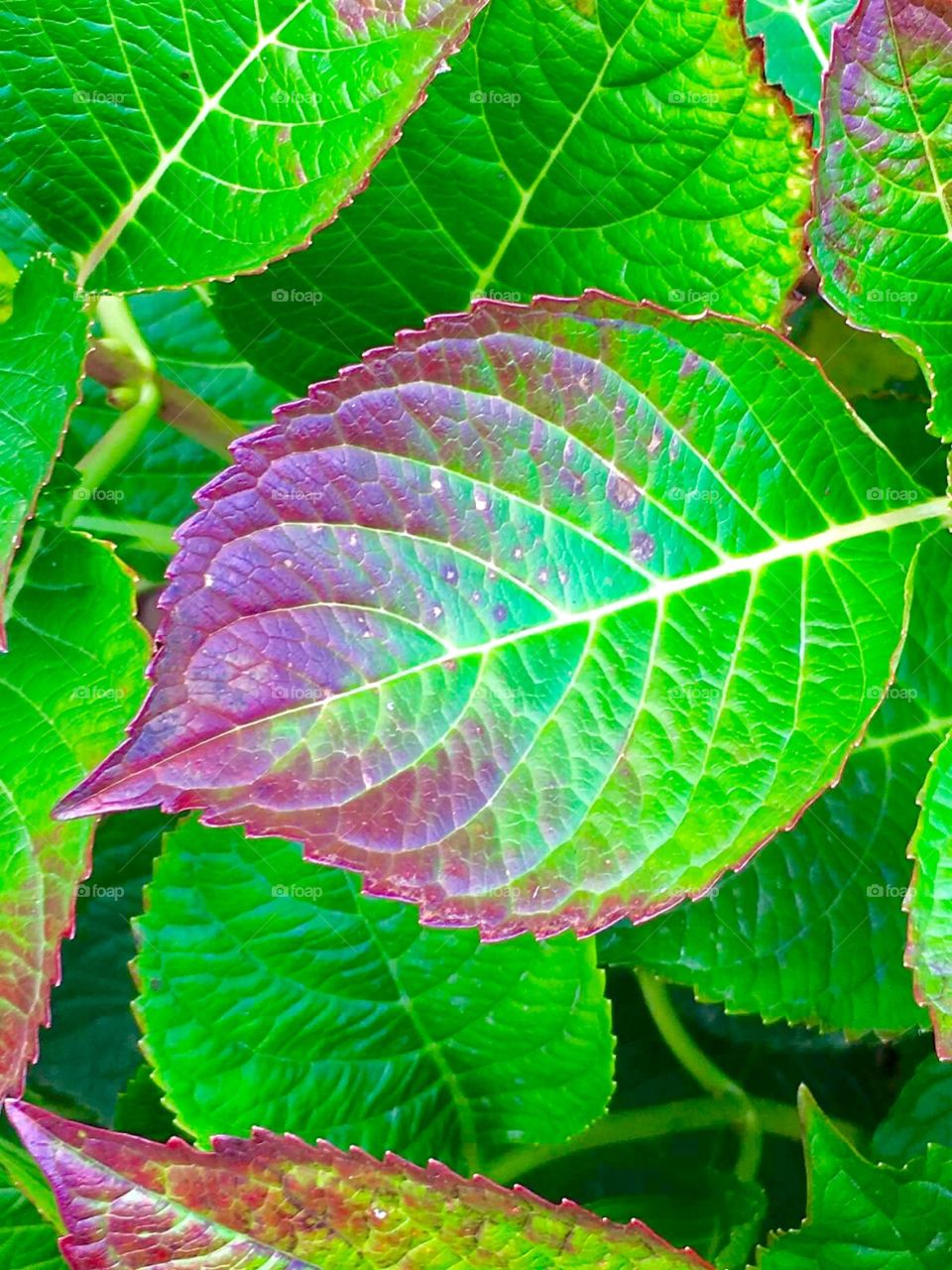 Leaf Macro