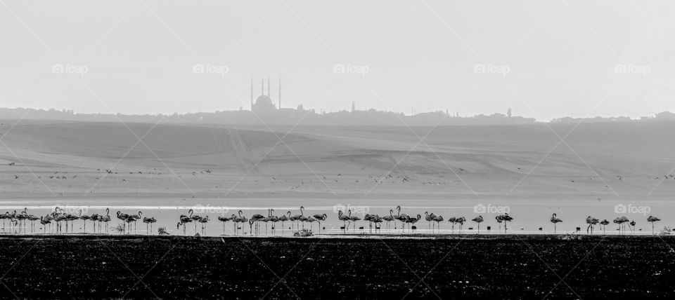 Flamingos and silhouette of a village