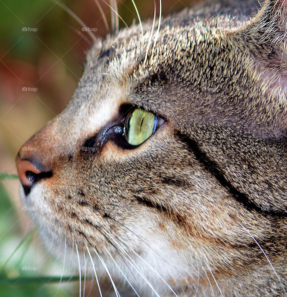 Beautiful green eyes 