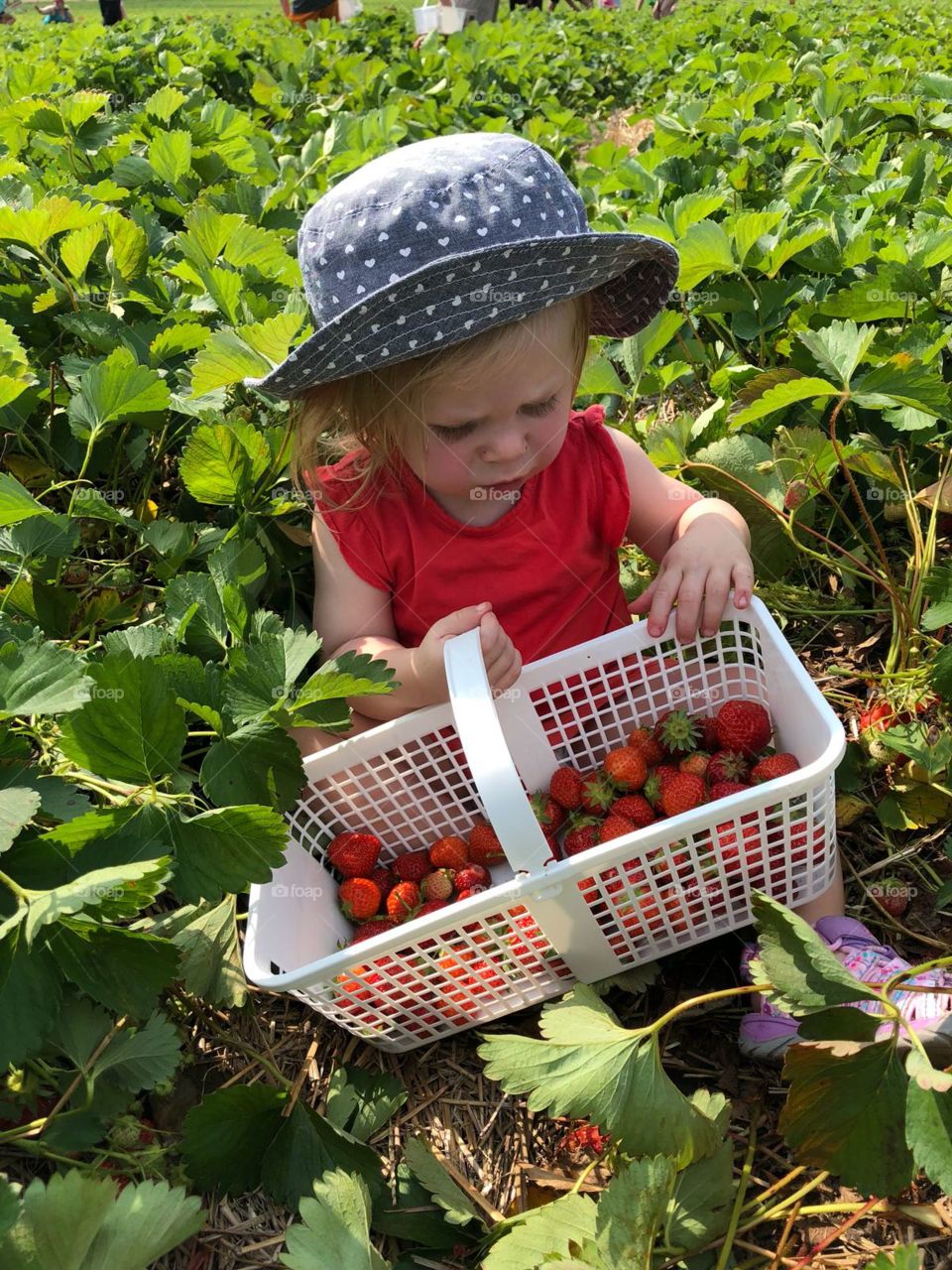 Toddler in a hat inspects her red strawberries in a white basket after a day of berry picking.