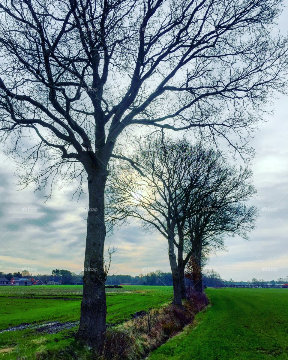 Bare trees Stretching out to the sky in a rural landscape 