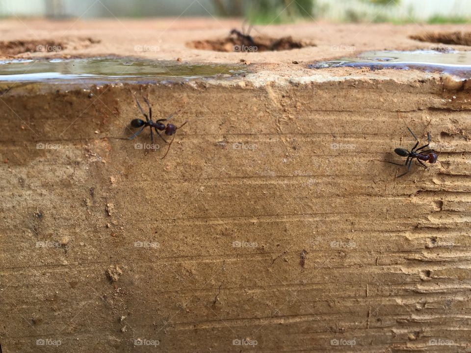 Worker ants on clay brick