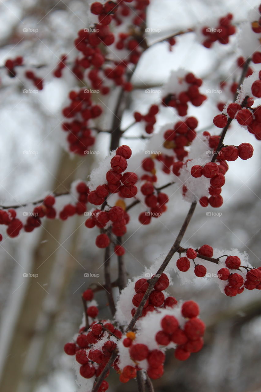 Red berries covered in snow.
