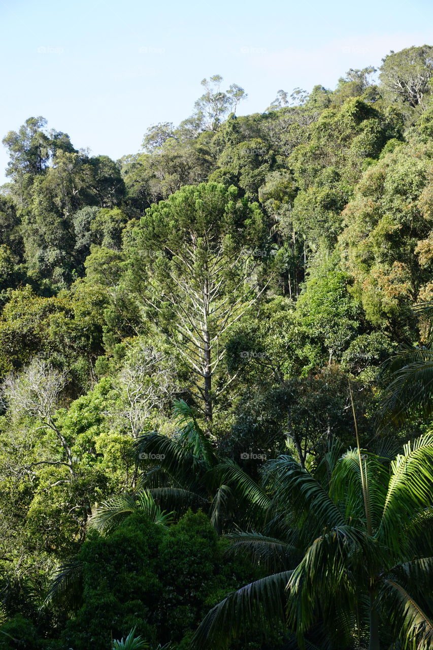 View of trees in forest