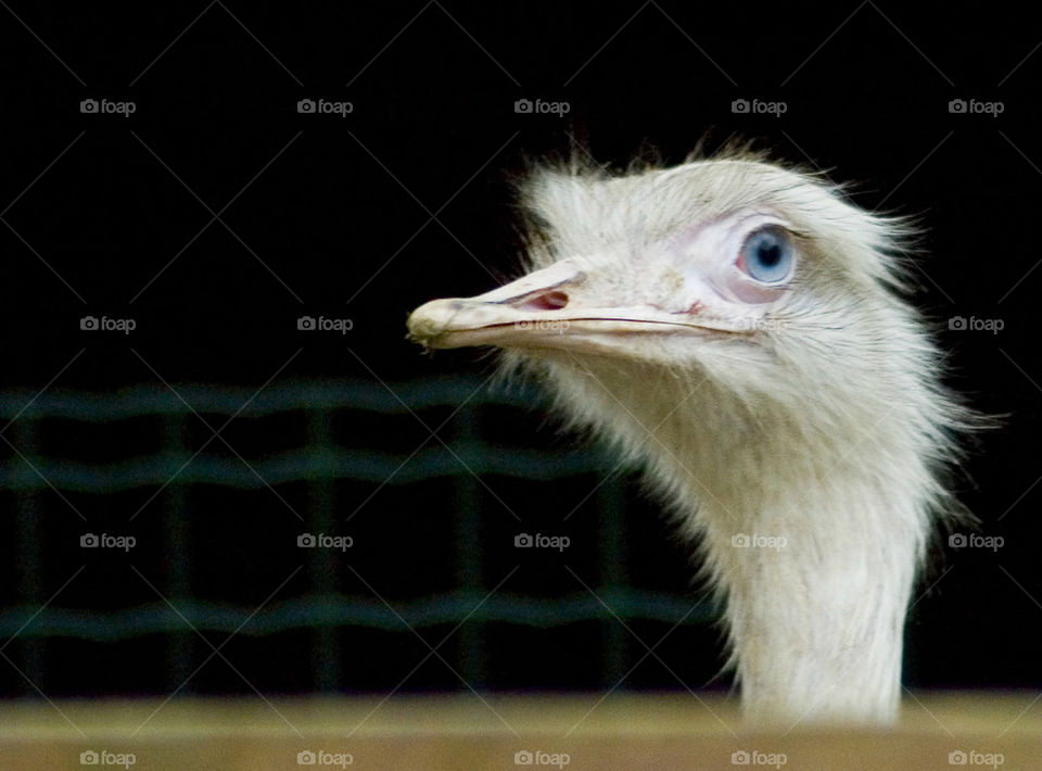 Young ostrich