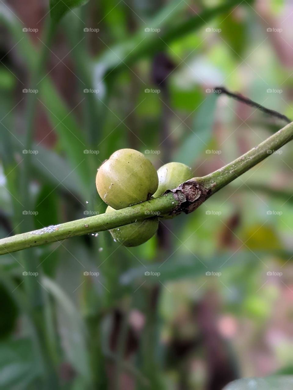 coffee fruit