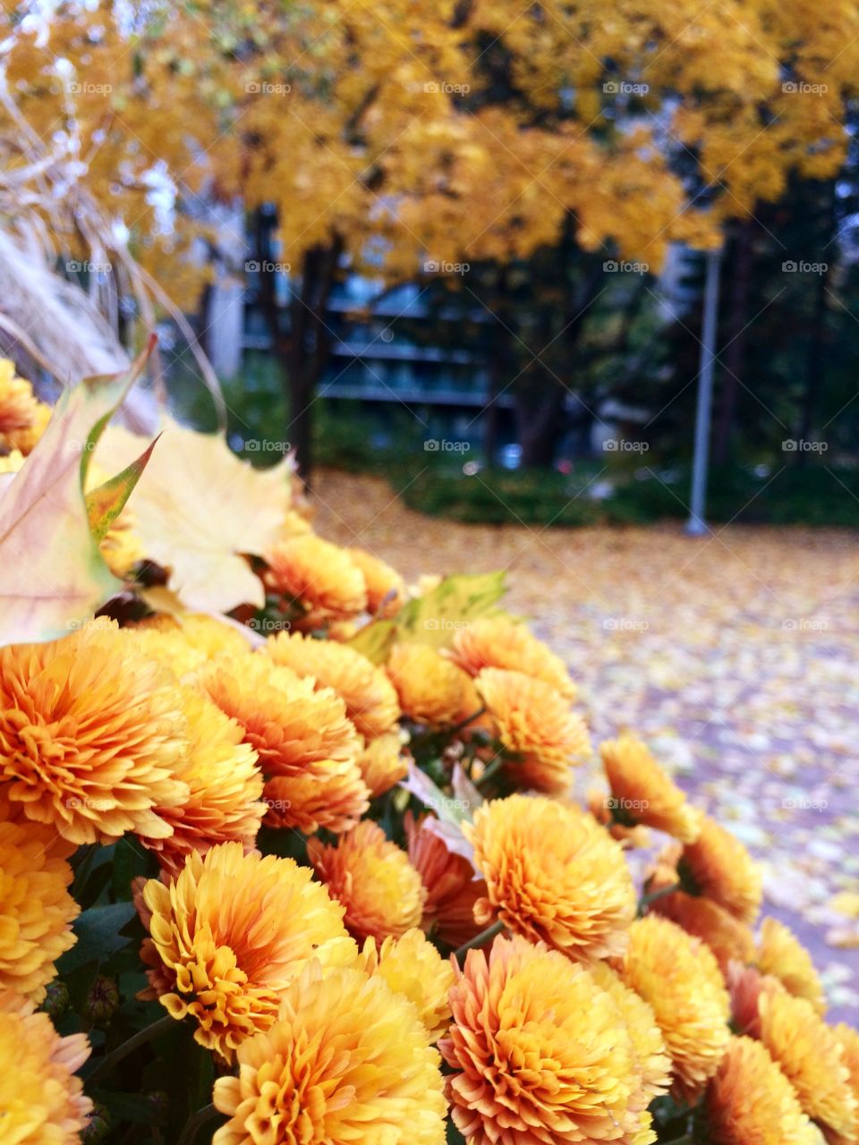 Golden autumn 