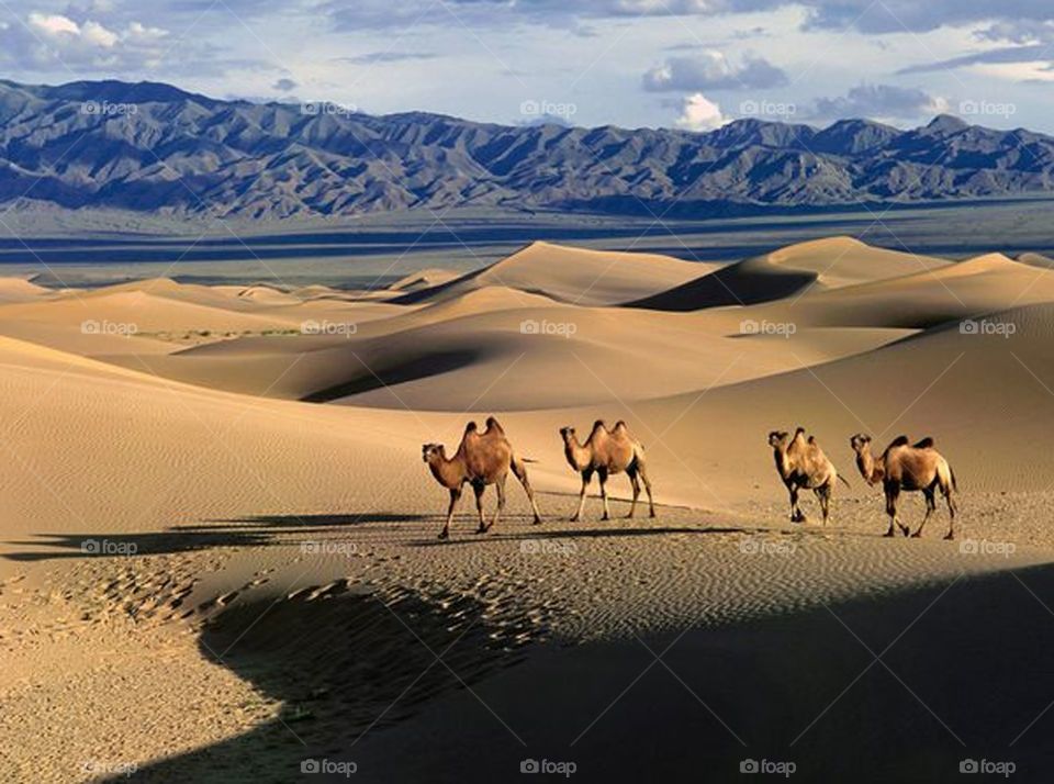 Mongolia Gobi Desert