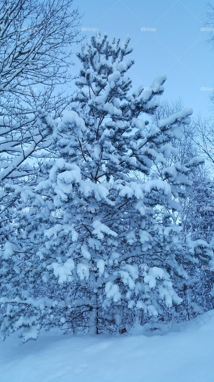 snow on tree