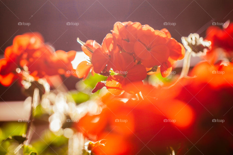 orange flowers in garden