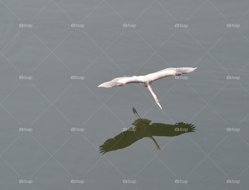 mirrored reflection of a bird flying over  water