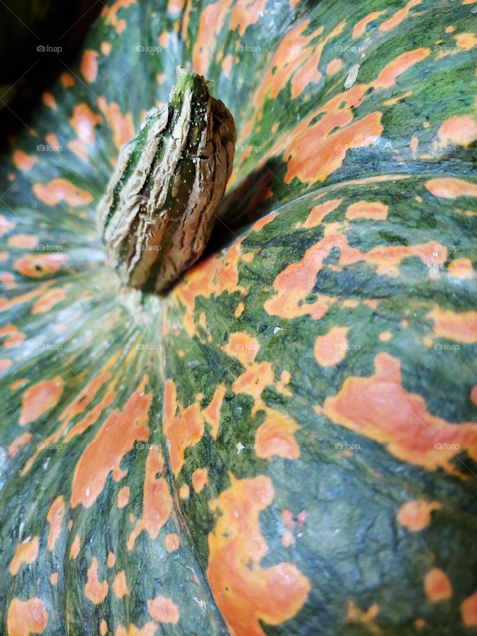 A large green pumpkin with various shaped orange spots closeup.