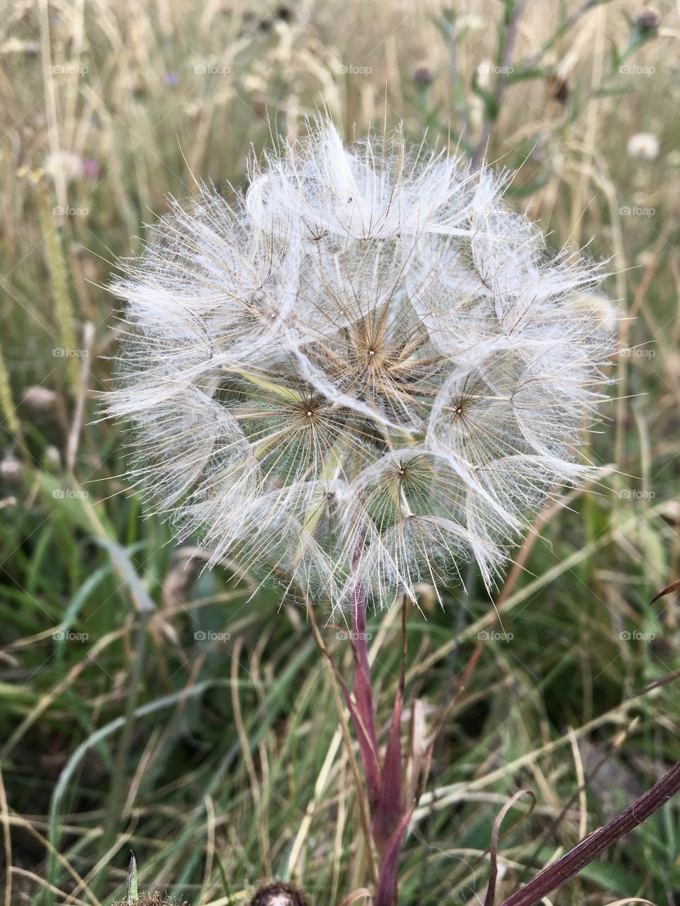 Tatty looking dandelion gone to seed but it is still beautiful in its own way 