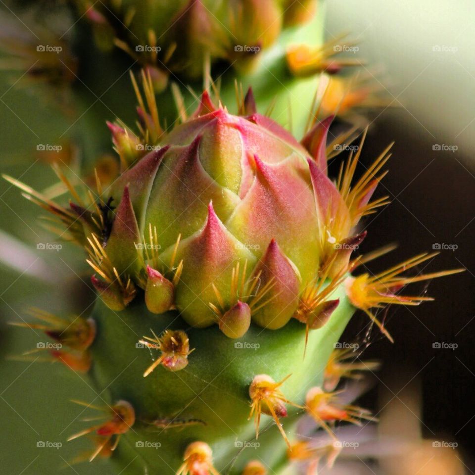 Cactus flower bud