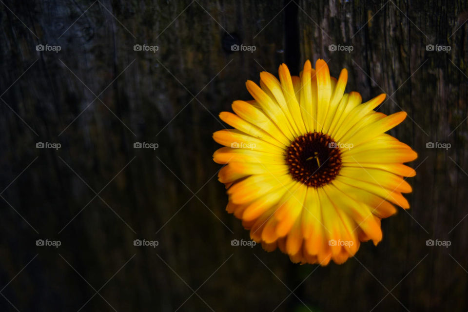 Marigold on boards