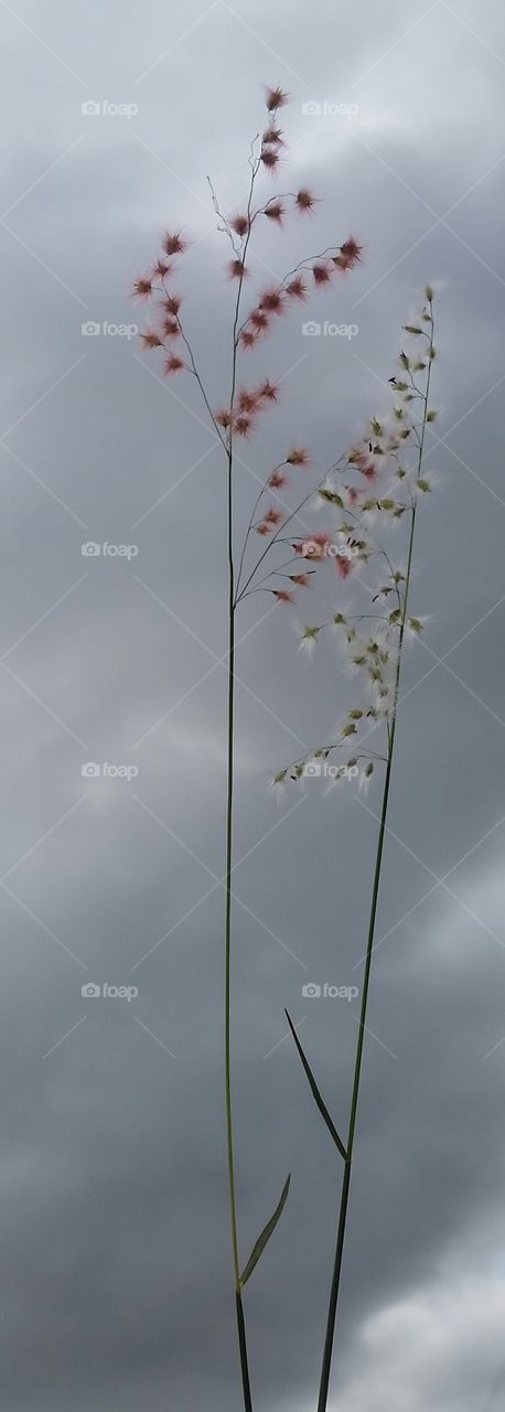 Like grasses in the fields