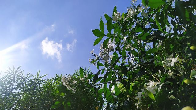 The view from the little frog's eyes! Interesting na?