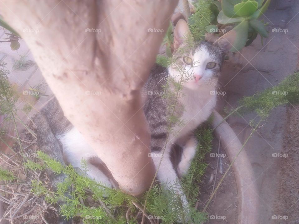 Beautiful cat looking at camera.