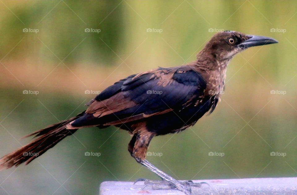 Juvenile Grackle on a Railing