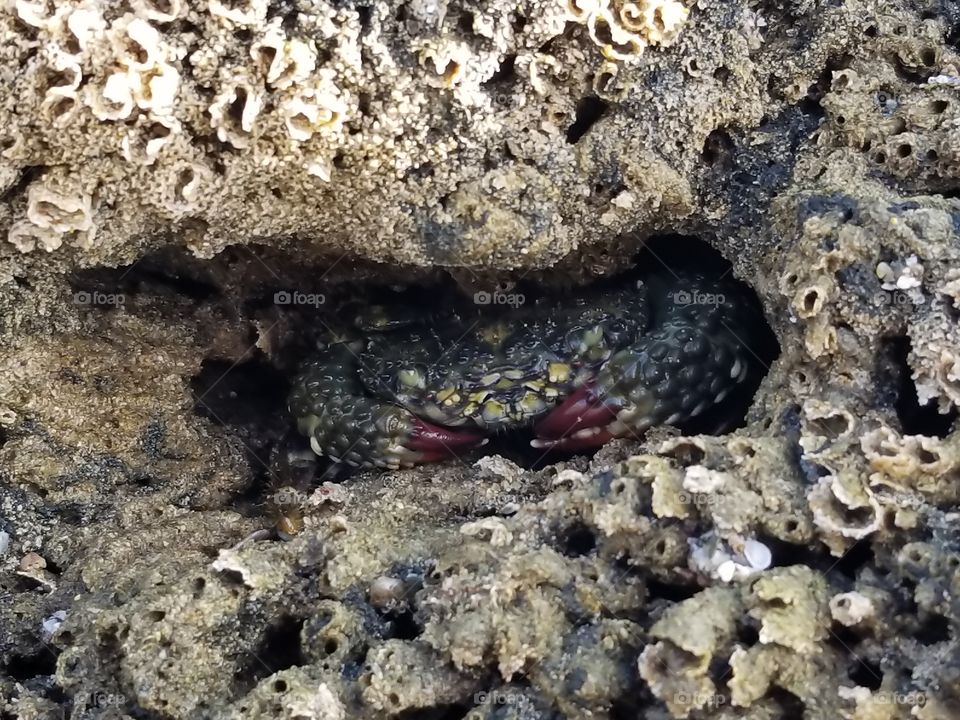 crab in a rock