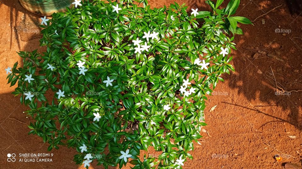 small tree and small flower
