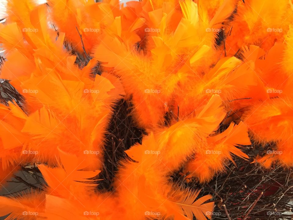 Orange easter feathers.