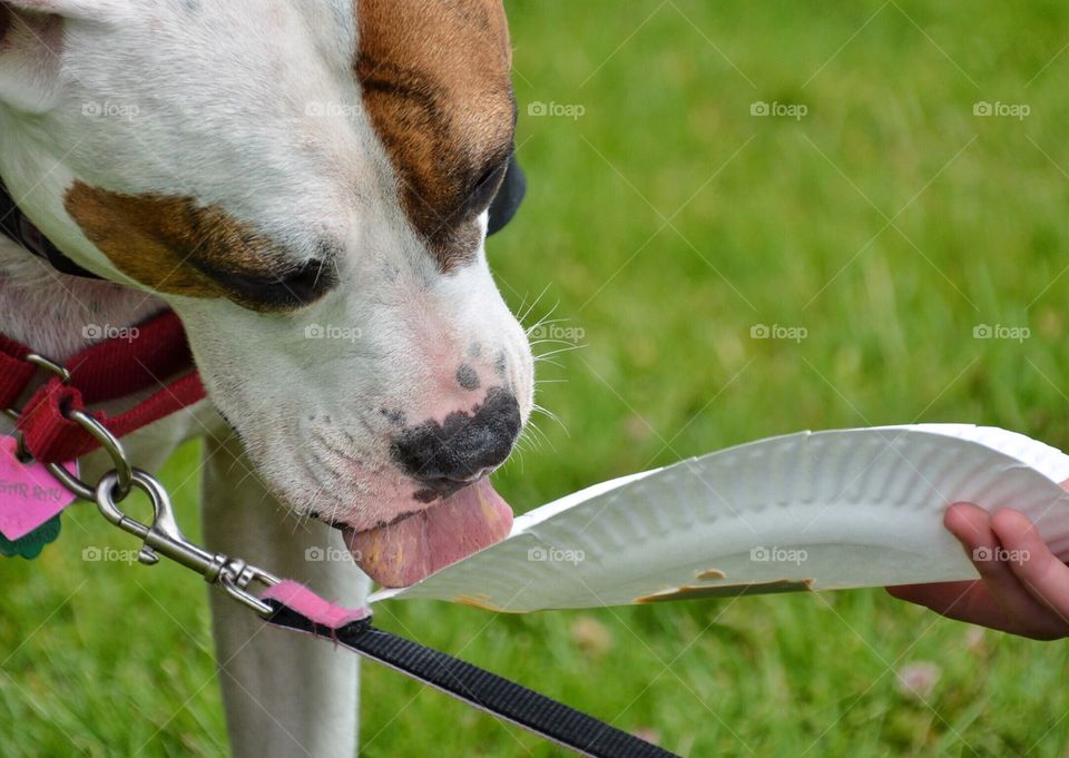 Dog licking paper plate