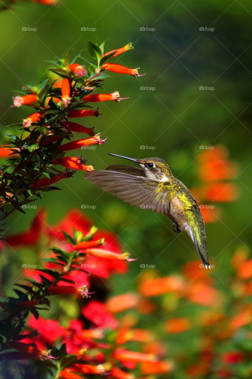 ruby-throated hummingbird