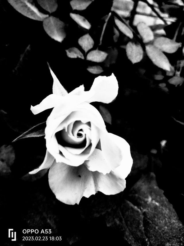 #Rose : with contrast .It is because white 🤍 colour is happiness and hope but black is sadness . on the other hand black 🖤 is symbol of confidence .If sometimes you are feeling sad you should remember that a good confidence can solve your problems.