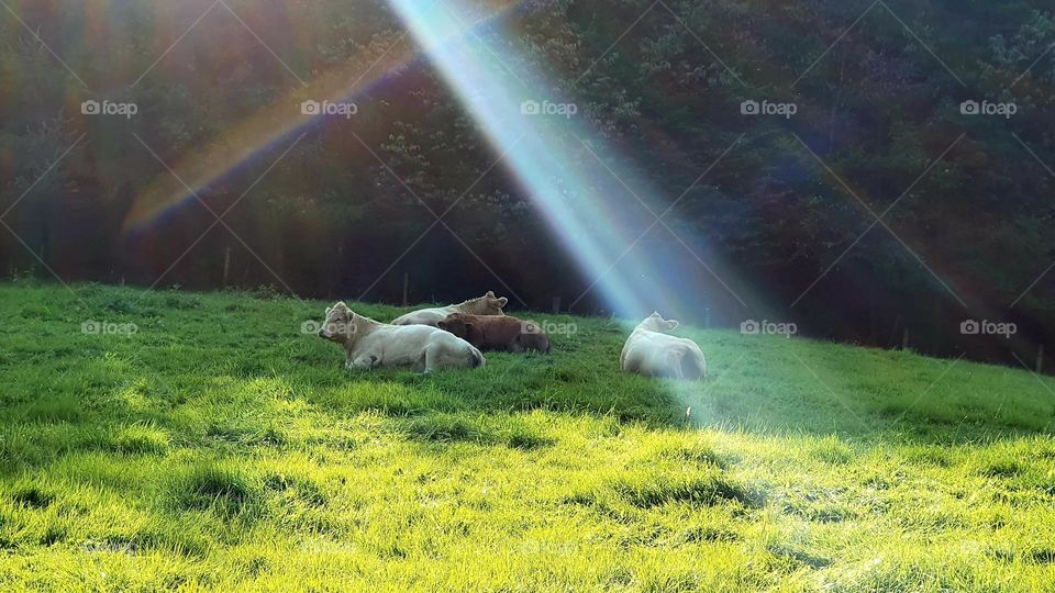 cows in sauerland
